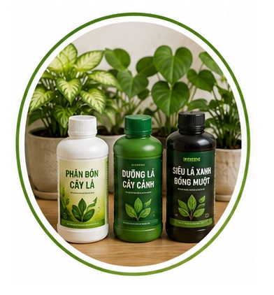 Phân Bón Cho Cây Lá Và Cây Cảnh Xanh Tốt Quanh Năm